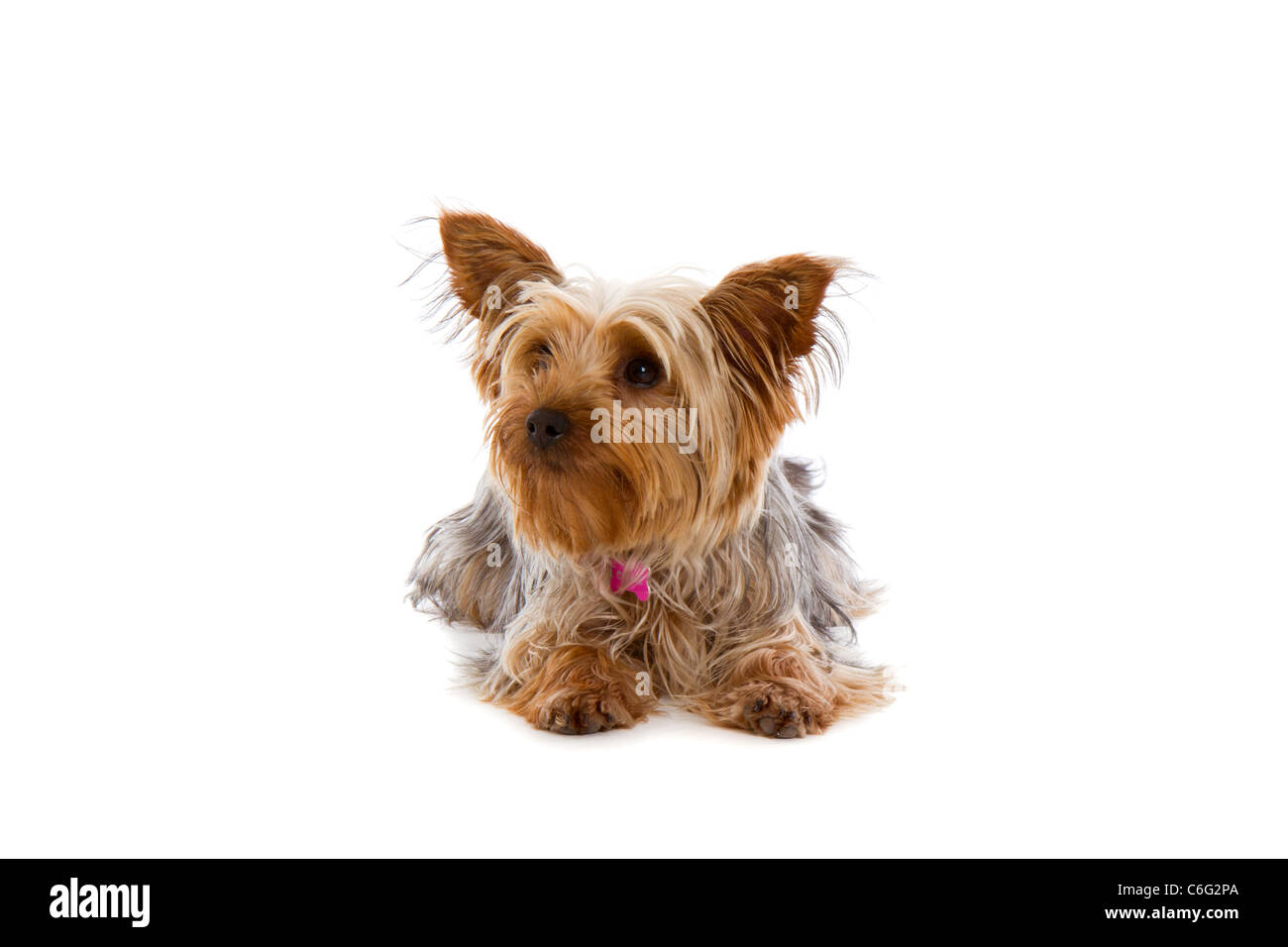 Coupe yorkshire terrier studio shot Banque D'Images