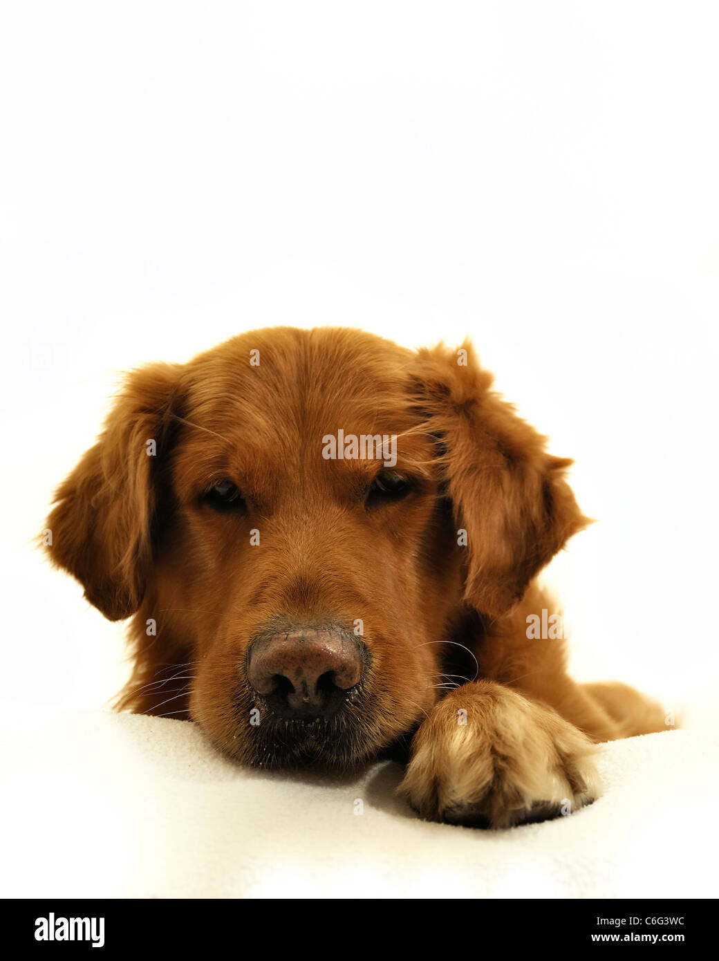 Golden retriever dog visage très expressif, à la recherche vers le bas. Banque D'Images