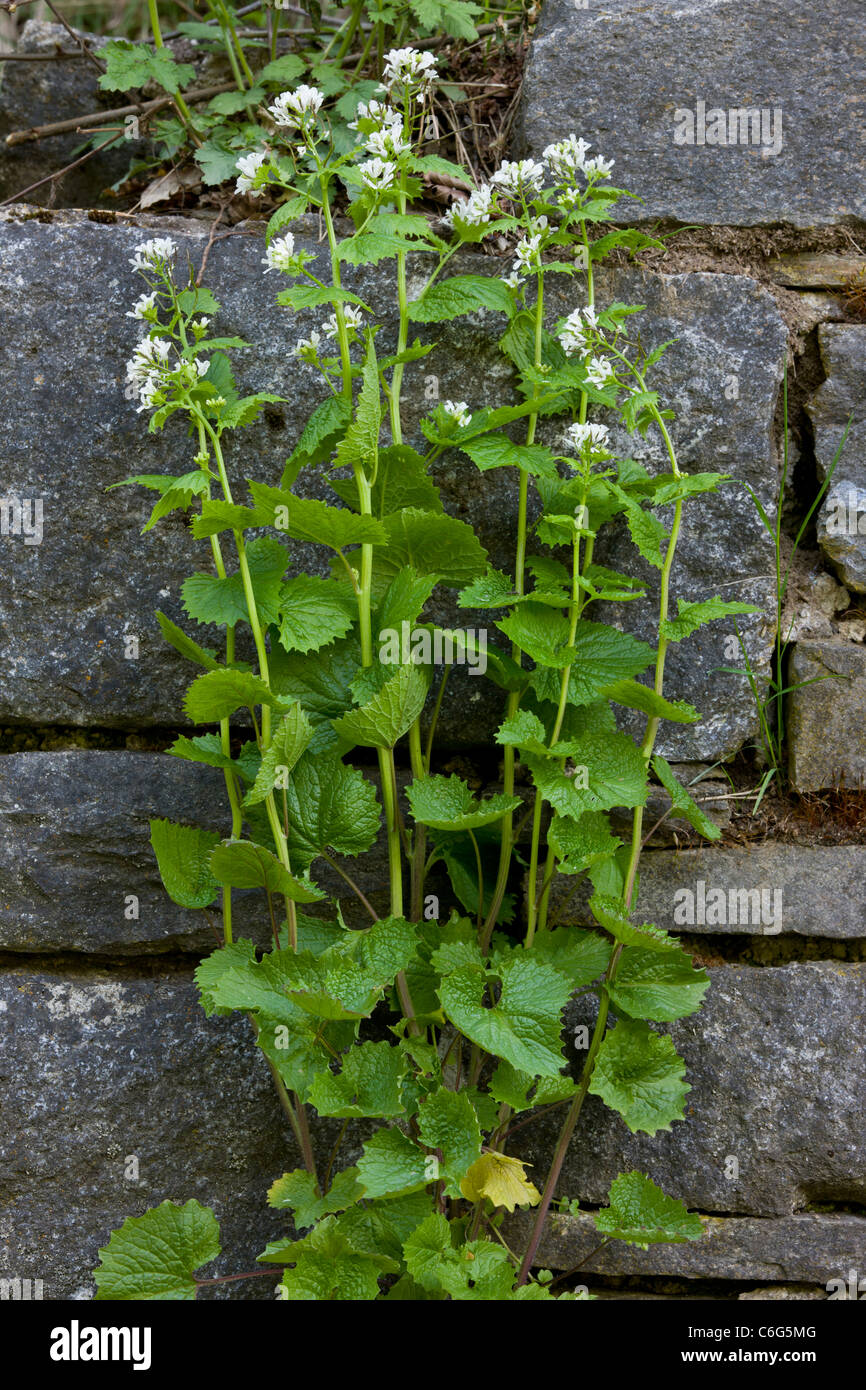 L'alliaire officinale, Alliaria petiolata. Politique printemps-plante à fleurs, bon pour les papillons Banque D'Images