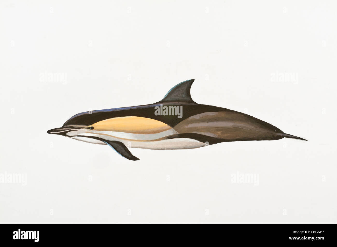 Dauphin commun court Delphinus delphis, Mammalia Cetacea Delphinidae, Banque D'Images