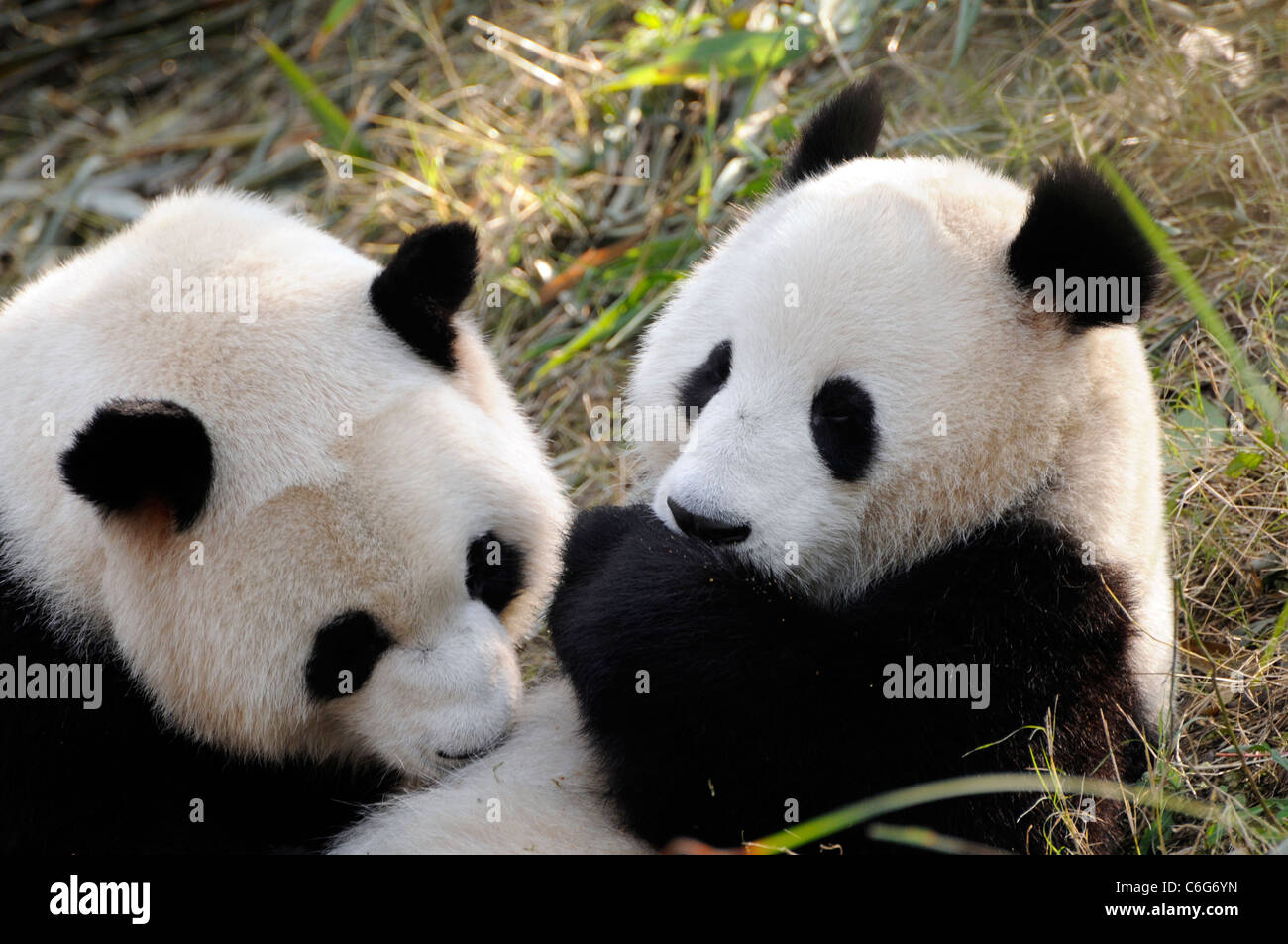 Deux sous-adulte panda géant (Ailuropoda melanoleuca), province du Sichuan, Chine Banque D'Images
