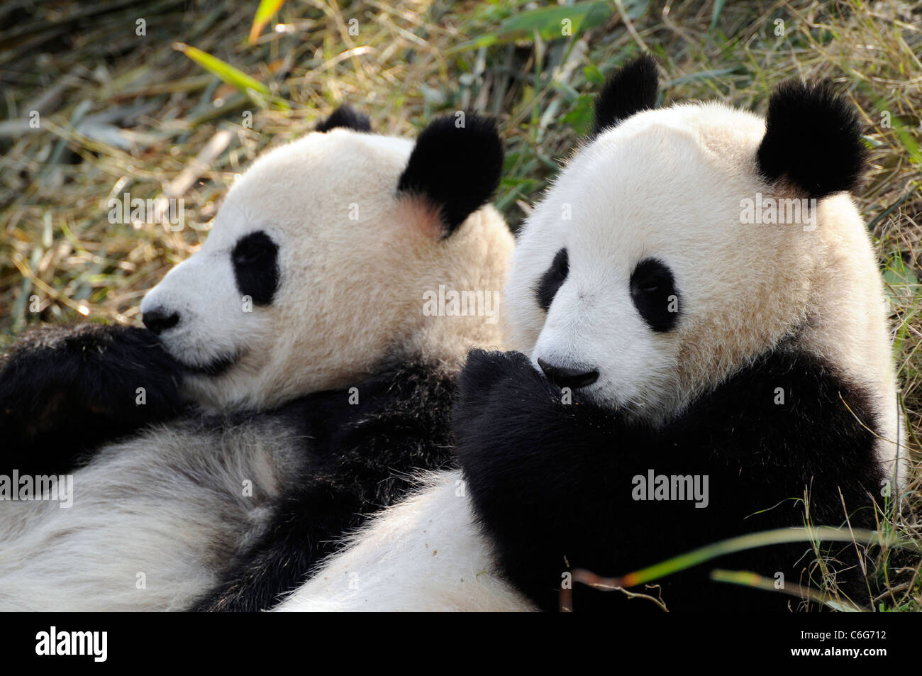 Deux sous-adulte panda géant (Ailuropoda melanoleuca), province du Sichuan, Chine Banque D'Images