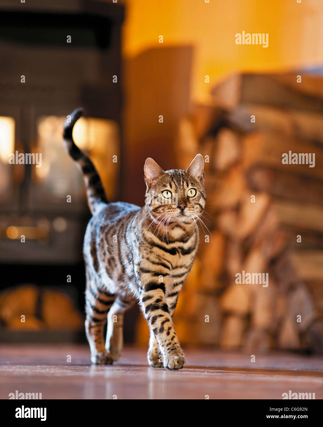 Chat Bengale Chat Adulte Allonge Dans Un Appartement En Face D Un Poele Allemagne Photo Stock Alamy Chat Bengale Chat Adulte Allonge Dans Un Appartement En Face D Un Poele Allemagne Photo Stock Alamy