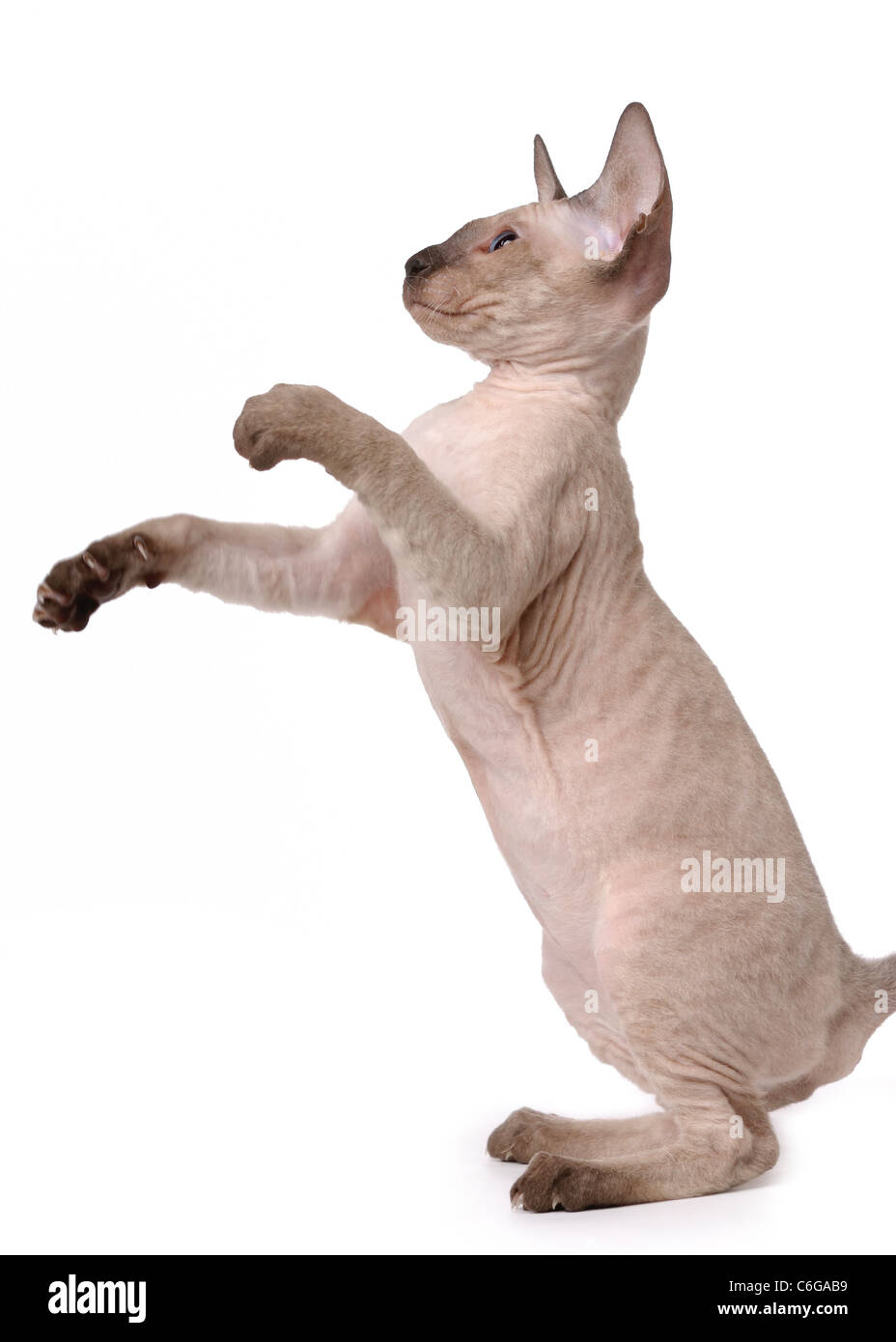 Peterbald Brown cat, Oriental Shorthair debout sur ses pattes arrière Banque D'Images