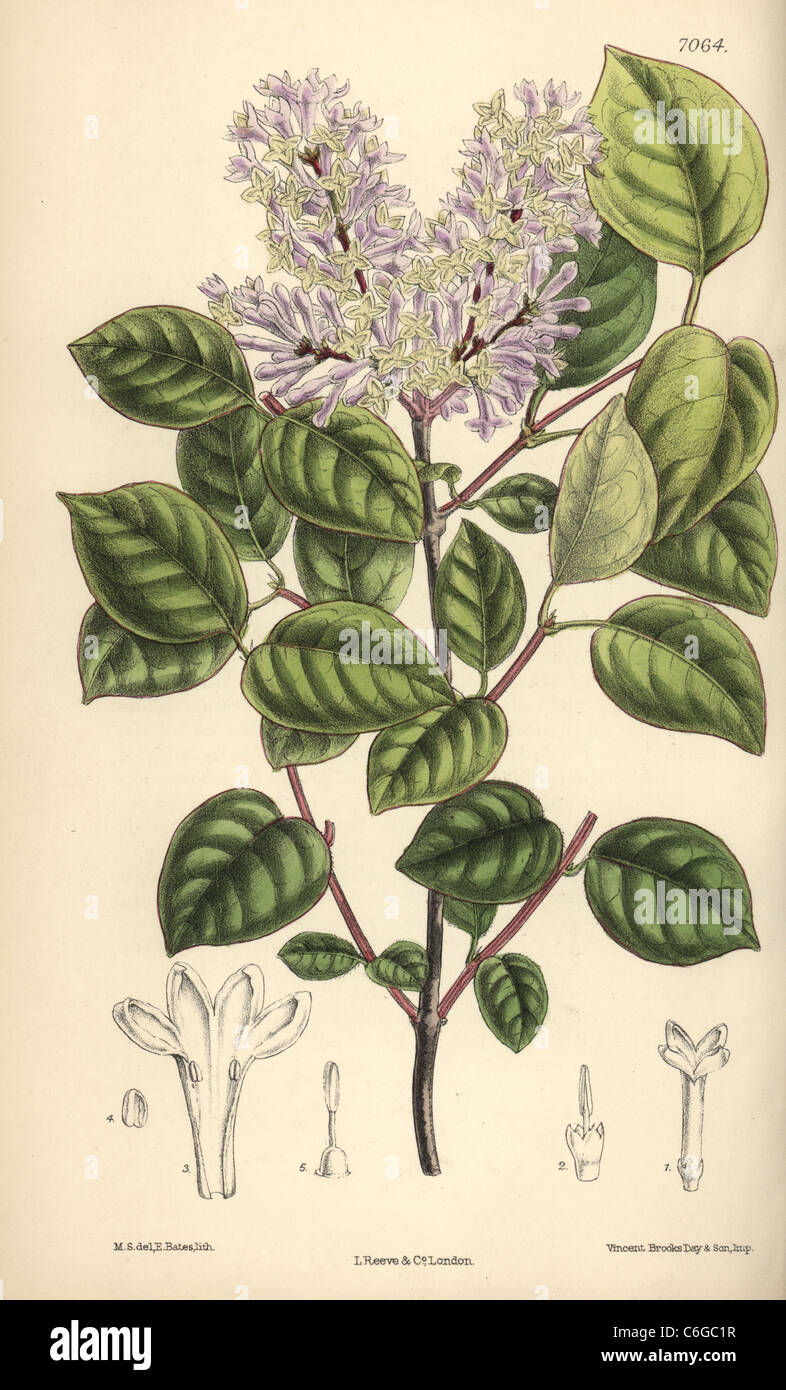 Syringa villosa lilas pâle, fleur du nord de la Chine. Banque D'Images