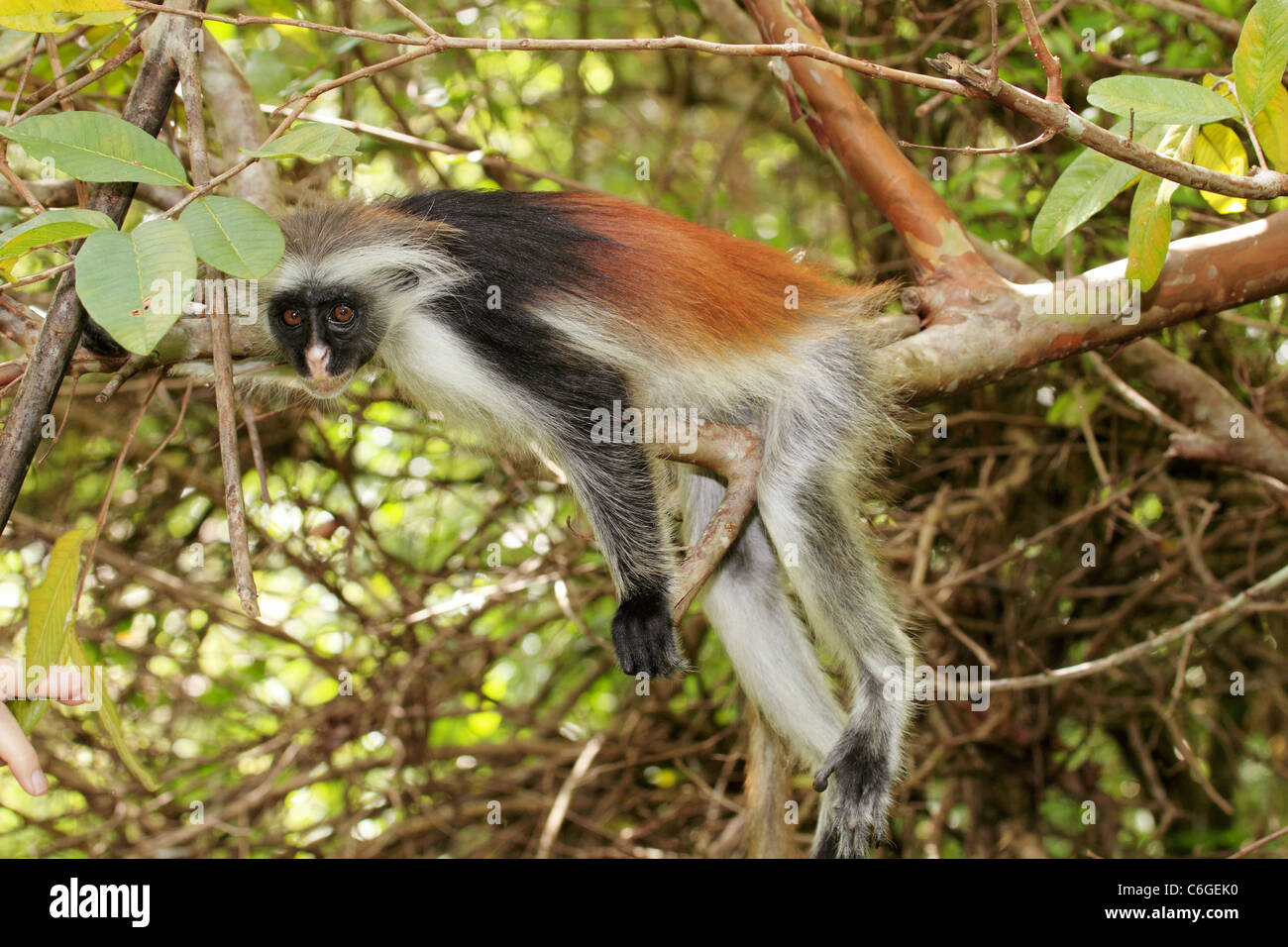 Zanzibar colobus rouge sur la branche / Piliocolobus kirkii Banque D'Images