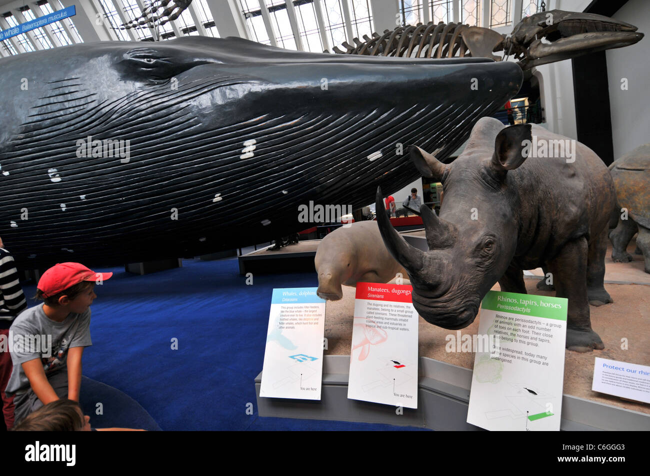 Natural History Museum, Londres, Angleterre, Royaume-Uni Banque D'Images