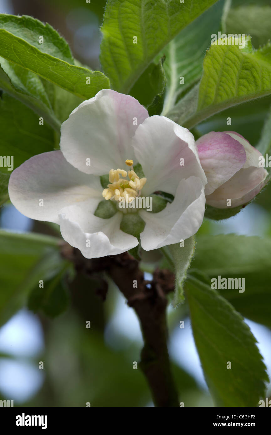 Un gros plan de Bramley Apple Blossom montrant la fleur ouverte avec des anthères et des étamines Banque D'Images