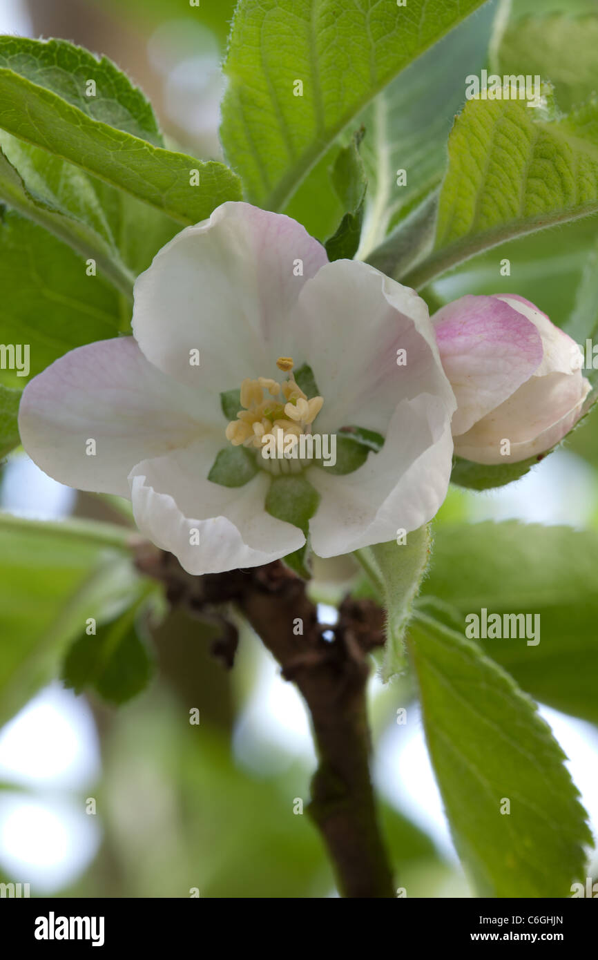 Un gros plan de Bramley Apple Blossom montrant la fleur ouverte avec des anthères et des étamines Banque D'Images