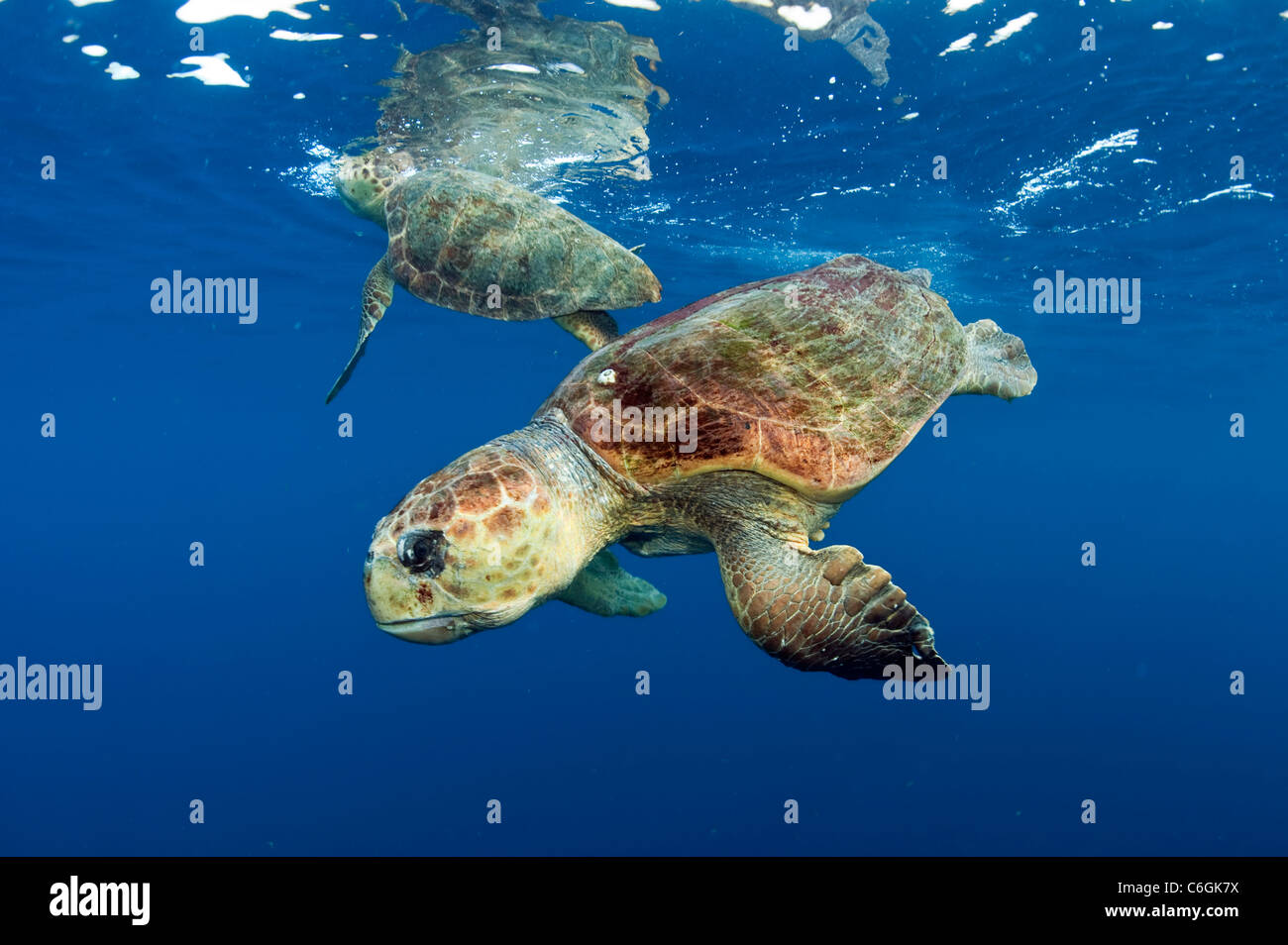 Les tortues caouannes, Caretta caretta, au large de la cour de comté de Palm Beach, en Floride, avant l'accouplement. Banque D'Images