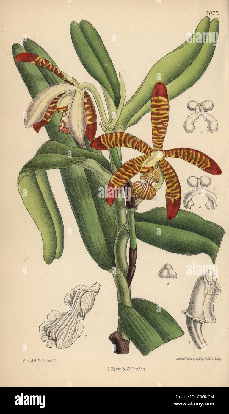 Arachnanthe clarkei, orchidée rayée de l'Himalaya oriental. Banque D'Images