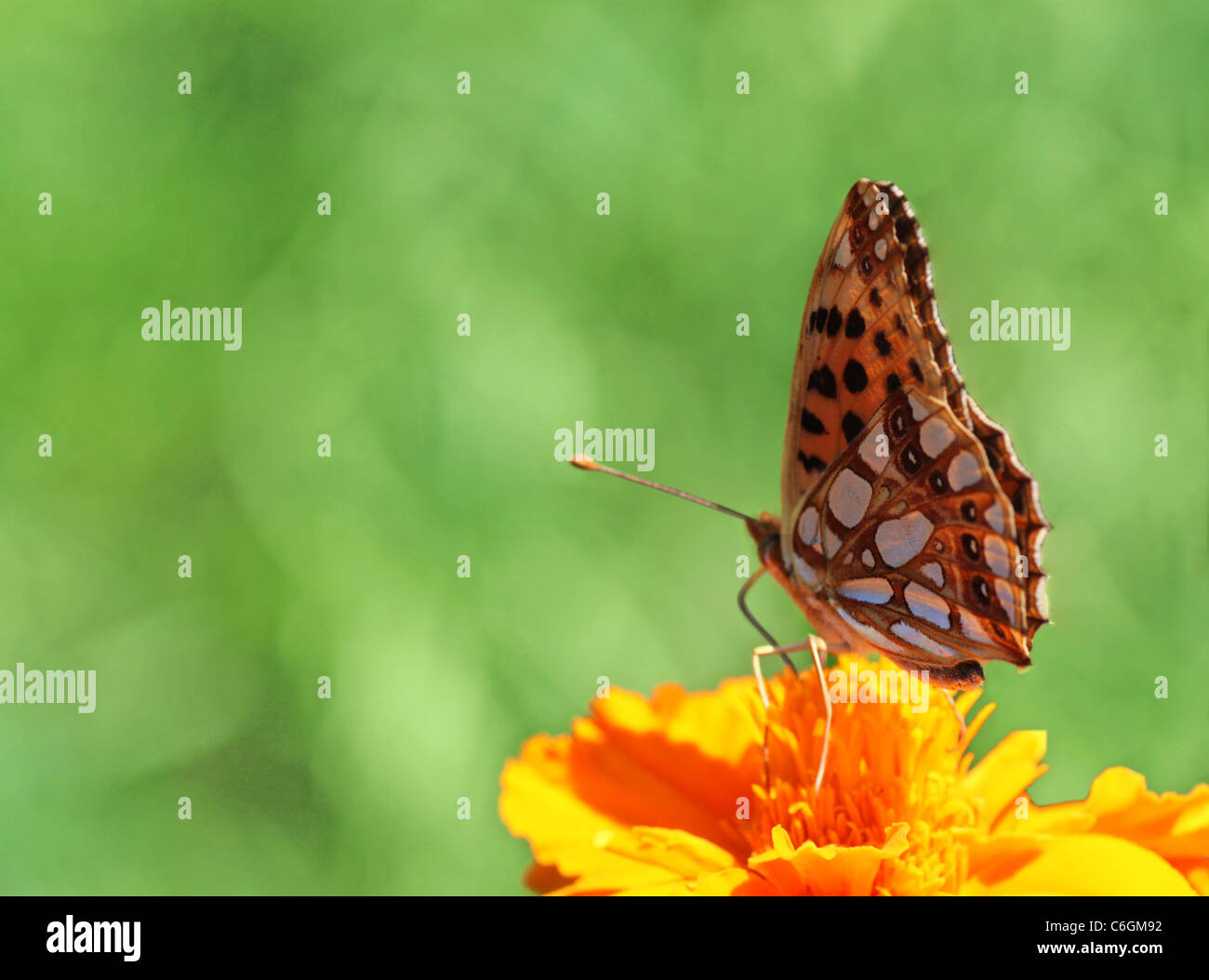 Butterfly (belle dame) assis sur la fleur (marigold) Banque D'Images