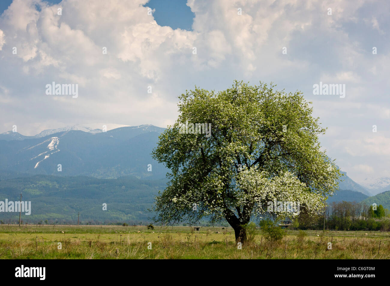 Pear Tree in Flower, nr. Kostenec ; montagnes de Rila au-delà. Bulgarie Banque D'Images