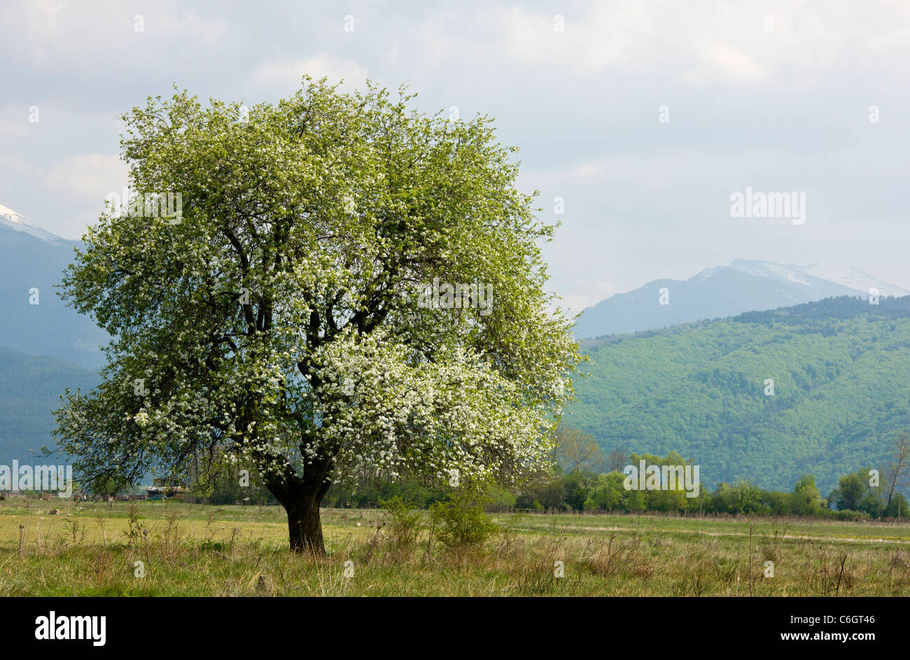 Pear Tree in Flower, nr. Kostenec ; montagnes de Rila au-delà. Bulgarie Banque D'Images