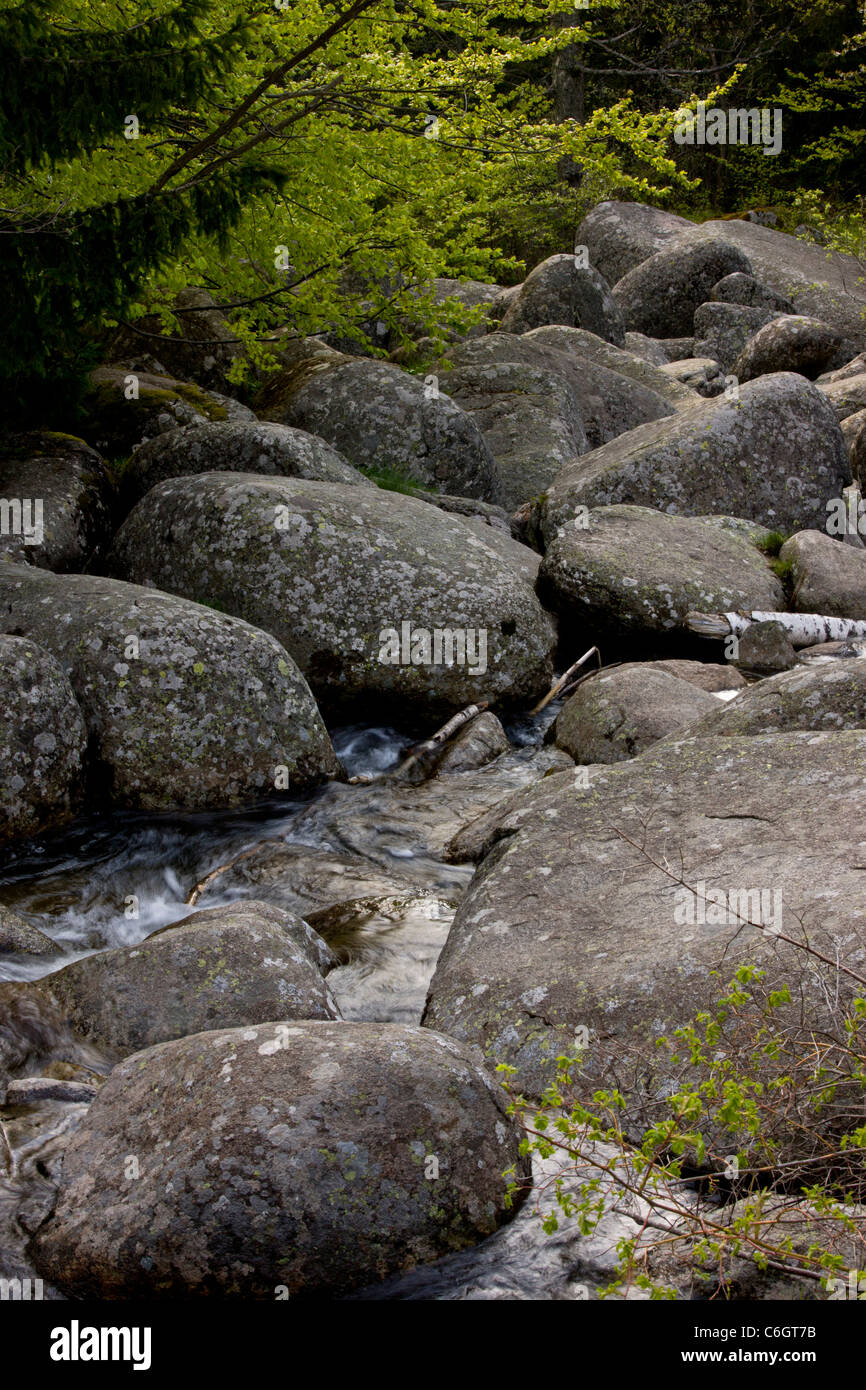 Pierre Vitosha river, également appelé exécuter en pierre, de la pierre ou de la pierre d'eau mer, formé à partir de granit dans des conditions périglaciaires. Bulgarie Banque D'Images