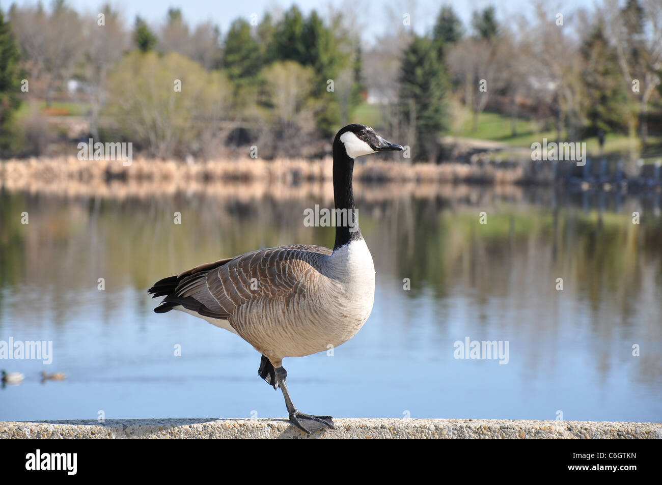 Canada goose posant sur une jambe Banque D'Images