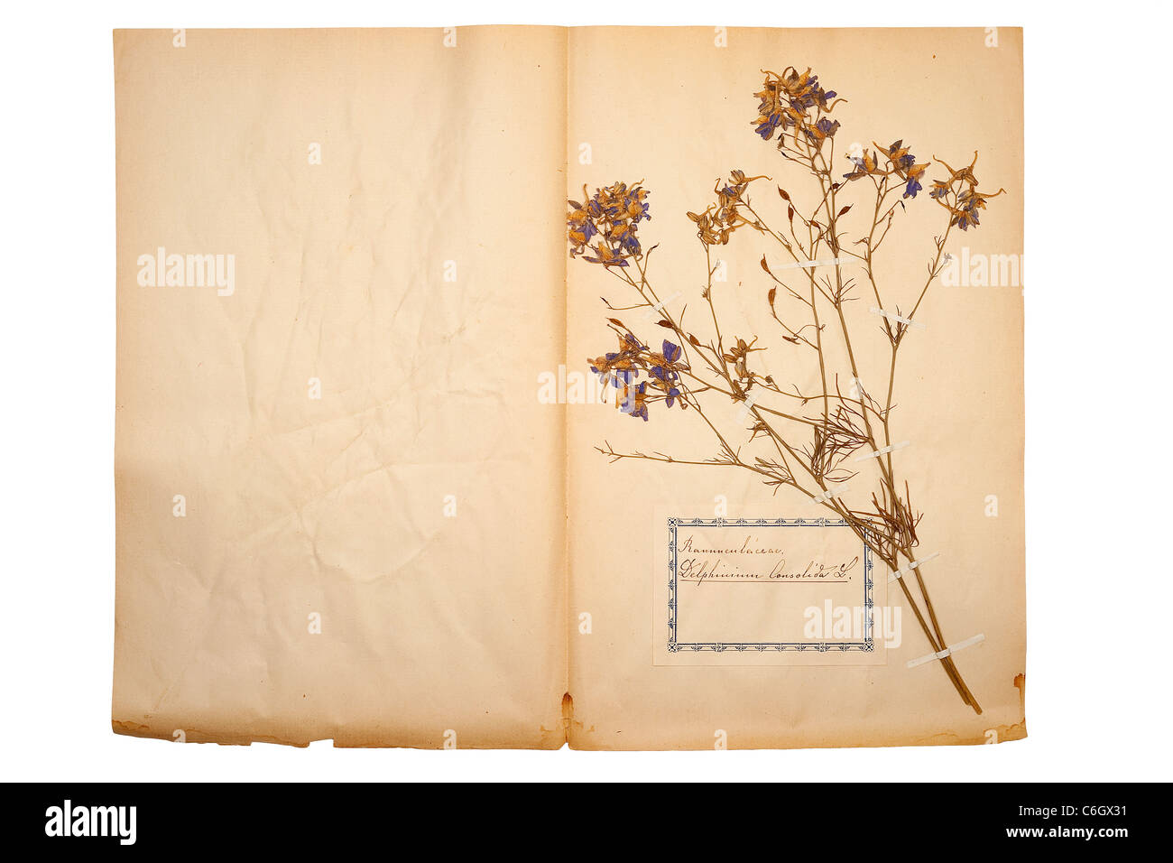 Belle fleur pressée et séchée sur les vieux partis du papier jaune Banque D'Images