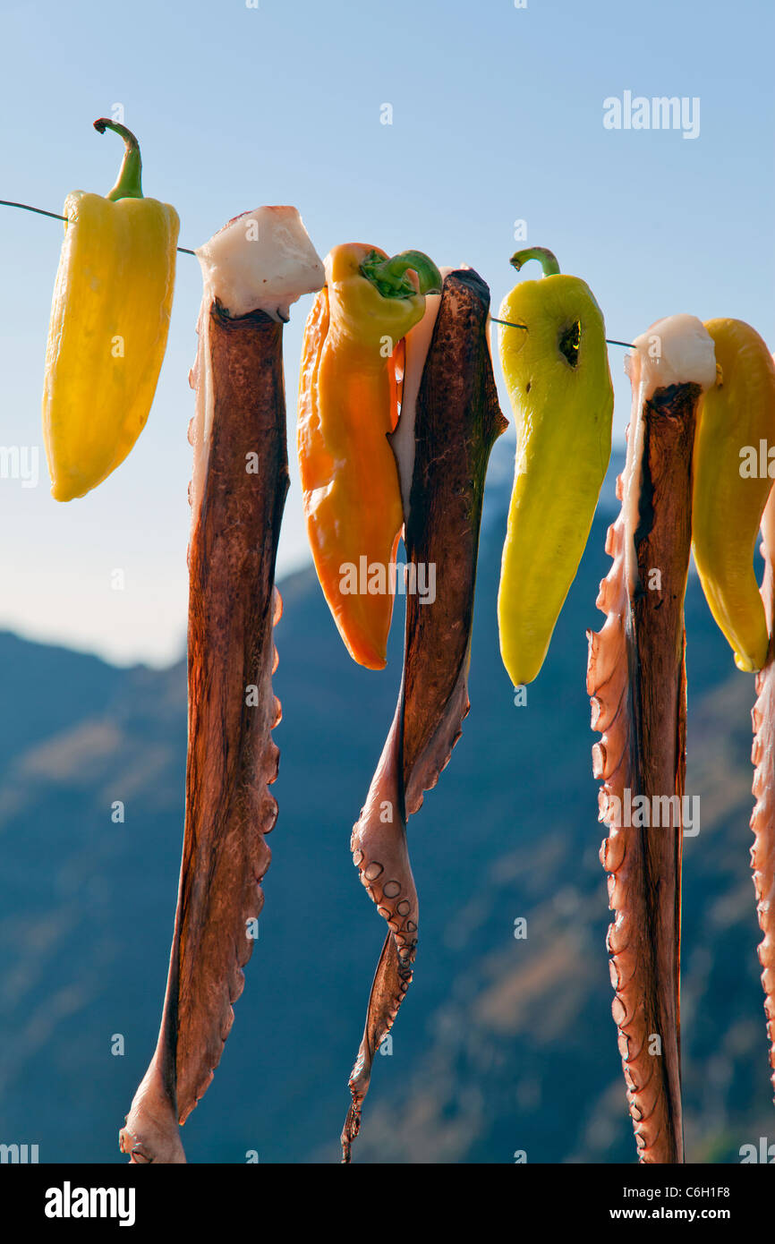Octopus (ohtapodi) sécher à l'extérieur d'un restaurant à Fira, Santorin (thira), Cyclades, Mer Égée, Grèce, Europe Banque D'Images