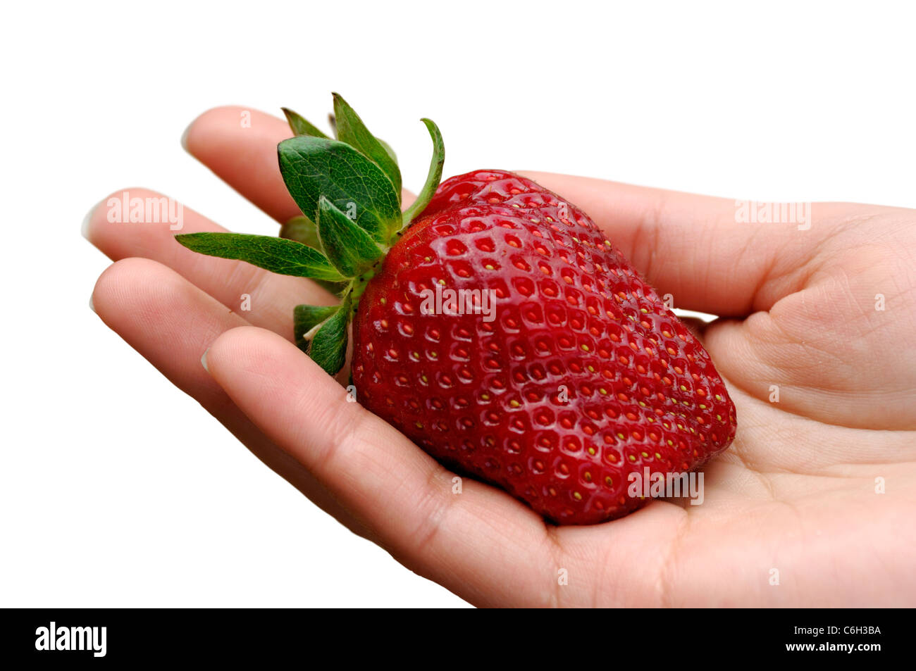 Grande fraise fraîchement cueillis dans une main close-up isolated on white background with clipping path Banque D'Images