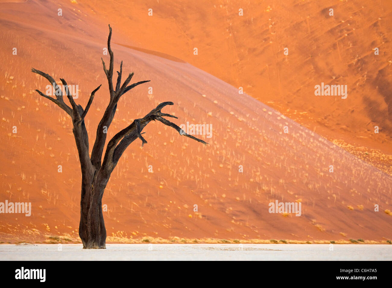 Dead acacia contre l'arrière-plan des dunes de sable Banque D'Images
