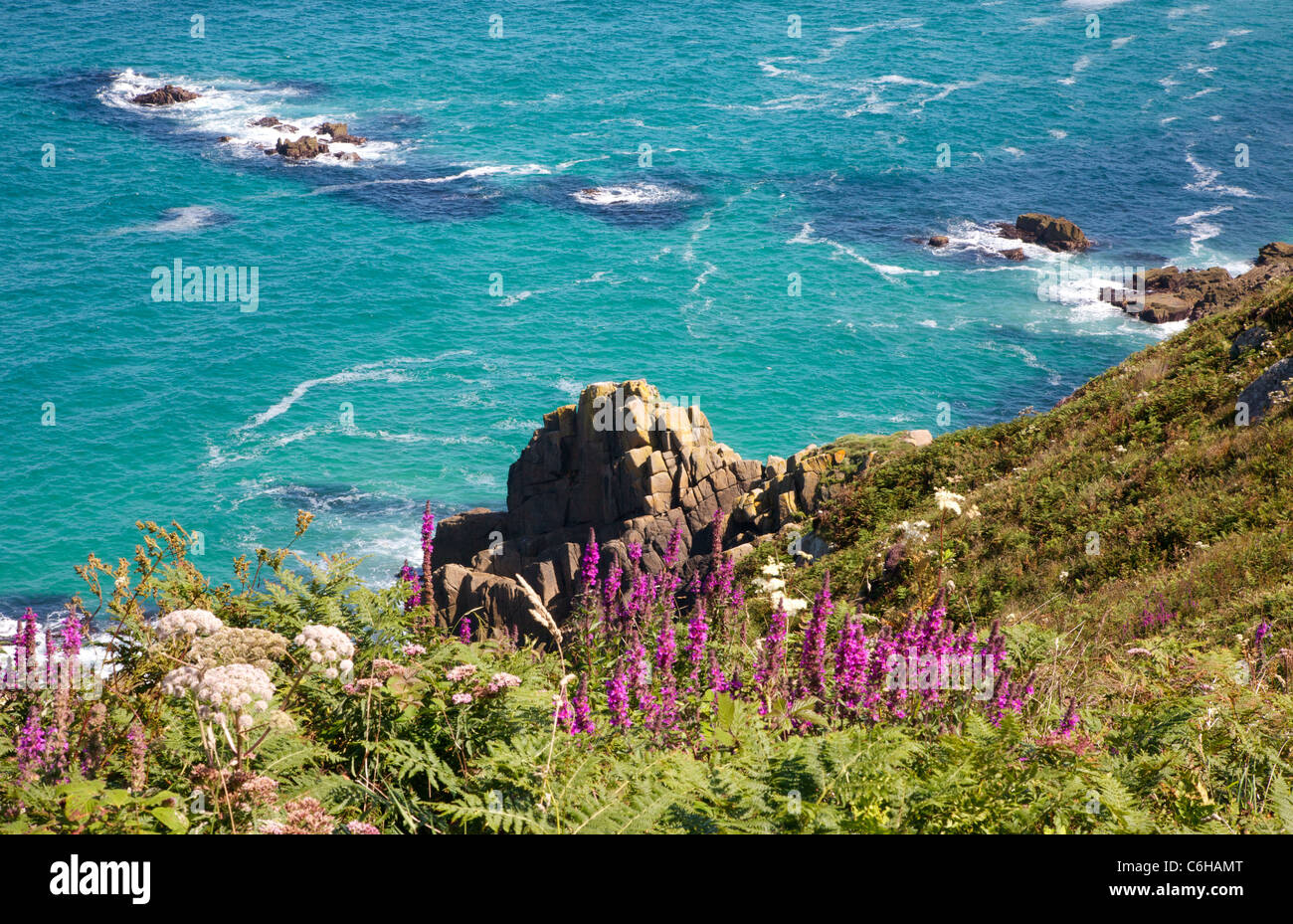 Vue depuis le South West Coast Path à West Penwith Cornwall à Rosemergy de falaises couvertes de la salicaire pourpre et de fougères Banque D'Images