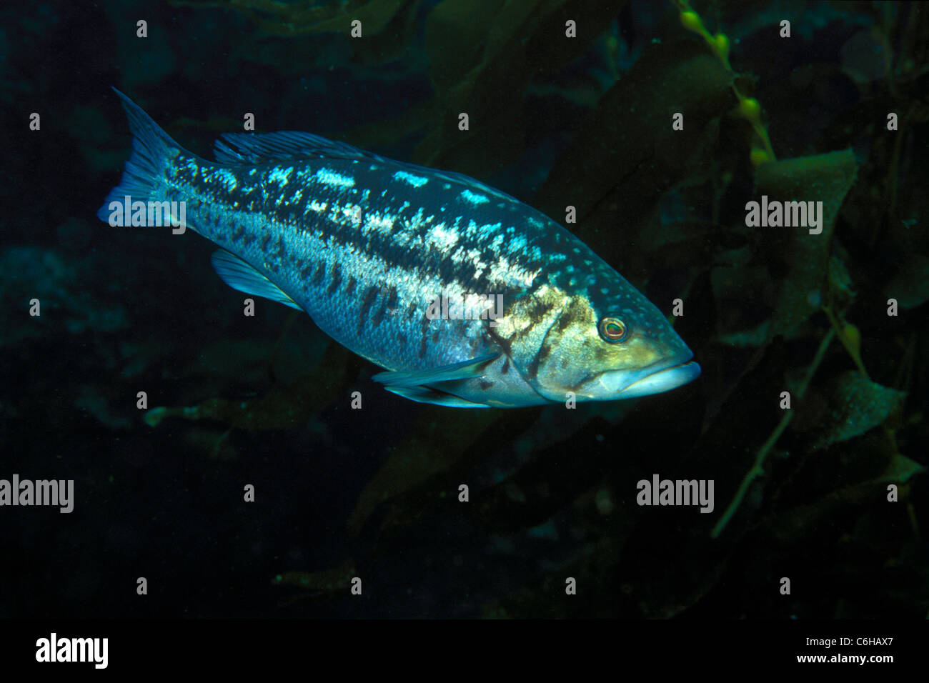 Le varech ou Calico Bass, Paralabrax clathratus, Channel Islands National Marine Sanctuary, en Californie, l'Océan Pacifique Banque D'Images