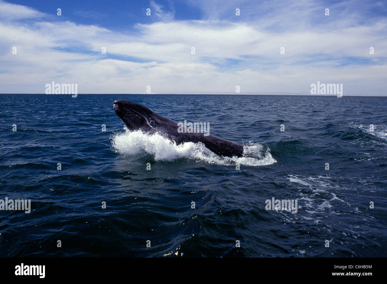 Baleine grise, Eschrichtius robustus, juvénile, la lagune de San Ignacio, Baja California Banque D'Images