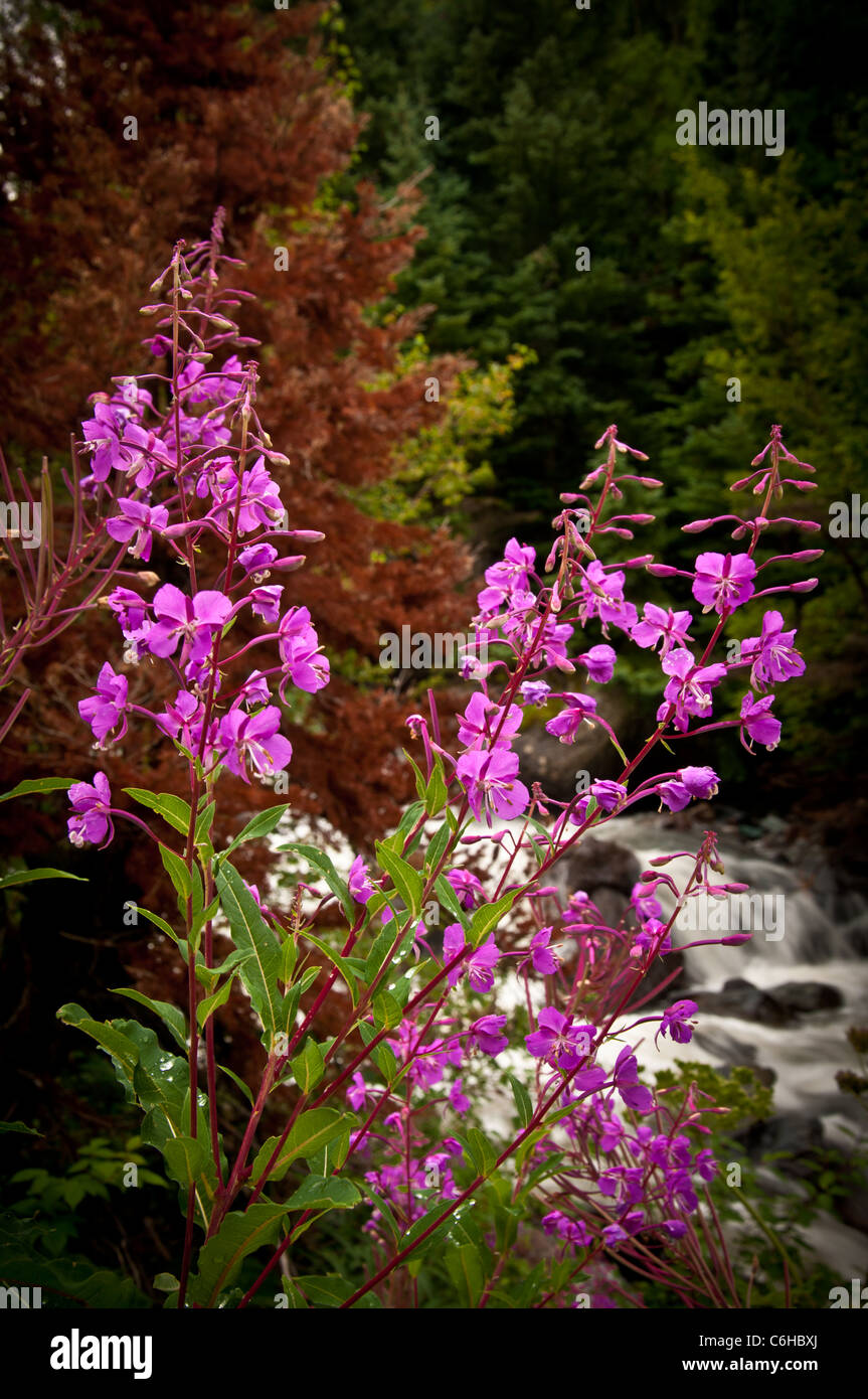 Dans l'épilobe des montagnes San Juan, Colorado Banque D'Images