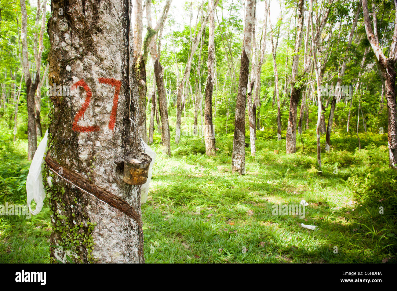 Lignes d'arbres à caoutchouc exploité dans une plantation Banque D'Images