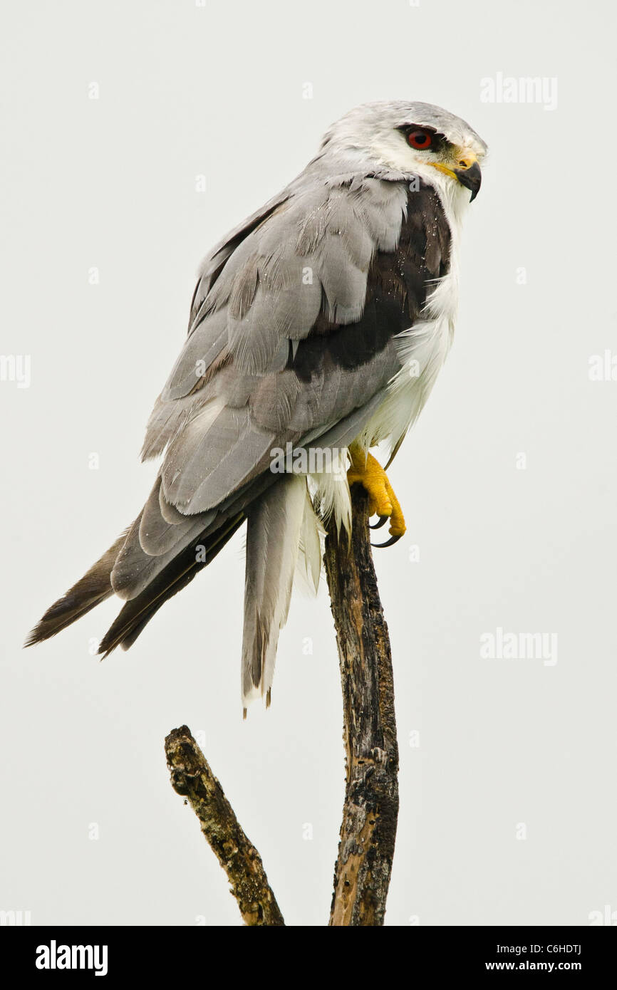 Black-winged Kite (Elanus caeruleus) perché sur une branche pendant la mousson. L'Inde Banque D'Images