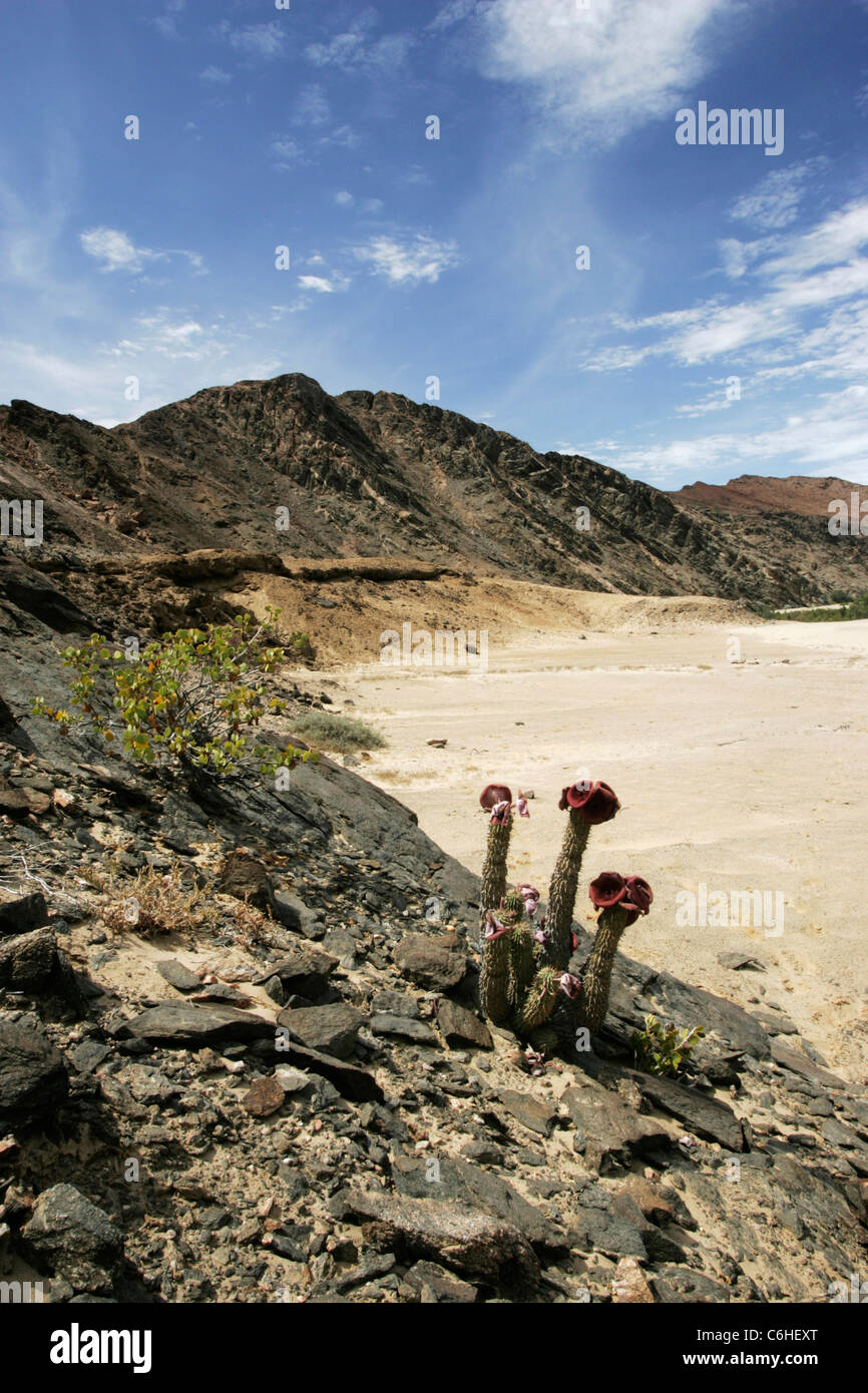 Paysage aride avec plante Hoodia dans l'avant-plan Banque D'Images