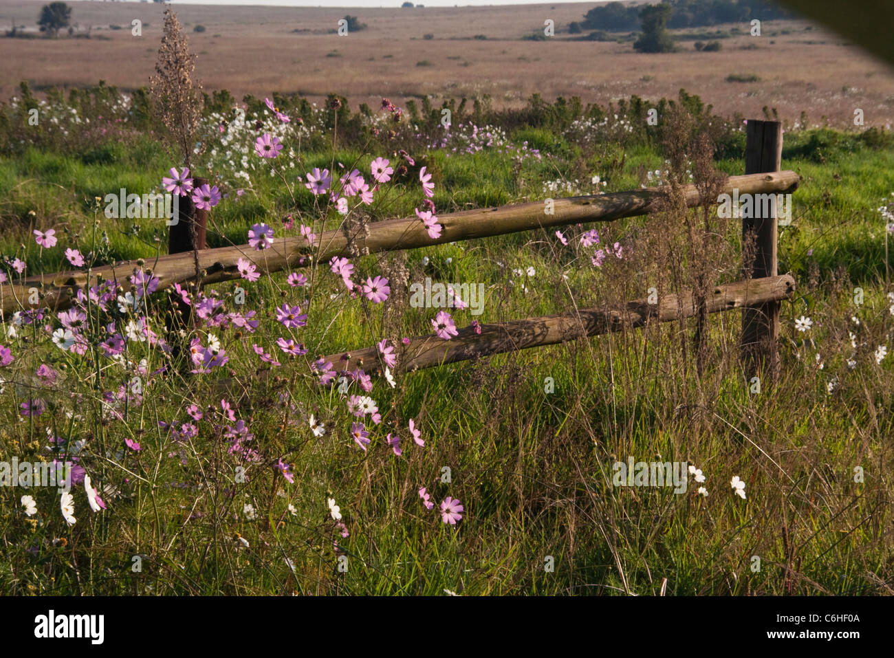 Scène rurale avec cosmos fleurs et une clôture en bois Banque D'Images