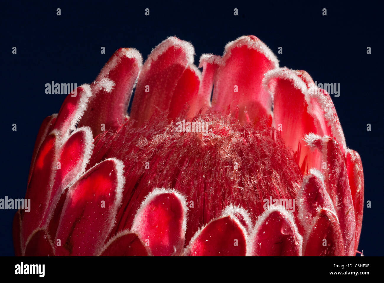 Portrait d'une fleur de Protea Banque D'Images