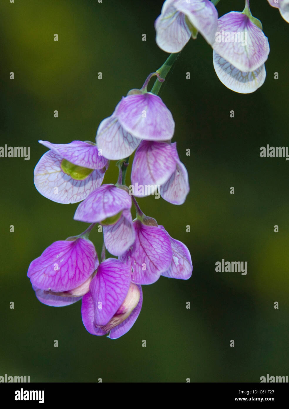 Délicate non identifiés, mauve et blanc fleur dans Kirstenbosch Banque D'Images