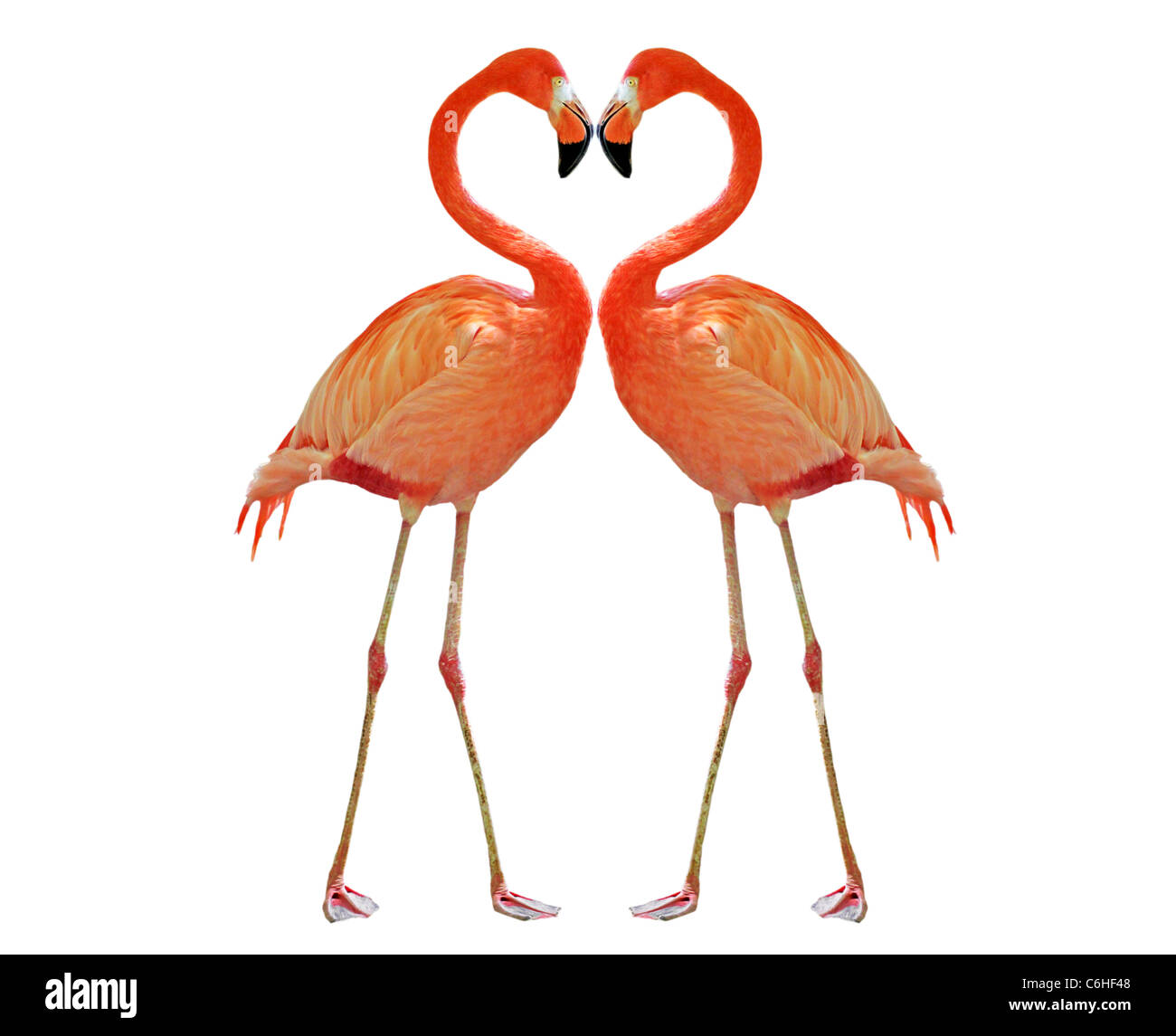 Deux décisions flamand rose coeur avec le cou Banque D'Images
