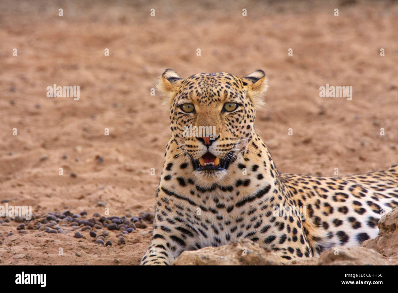 Leopard portrait Banque D'Images