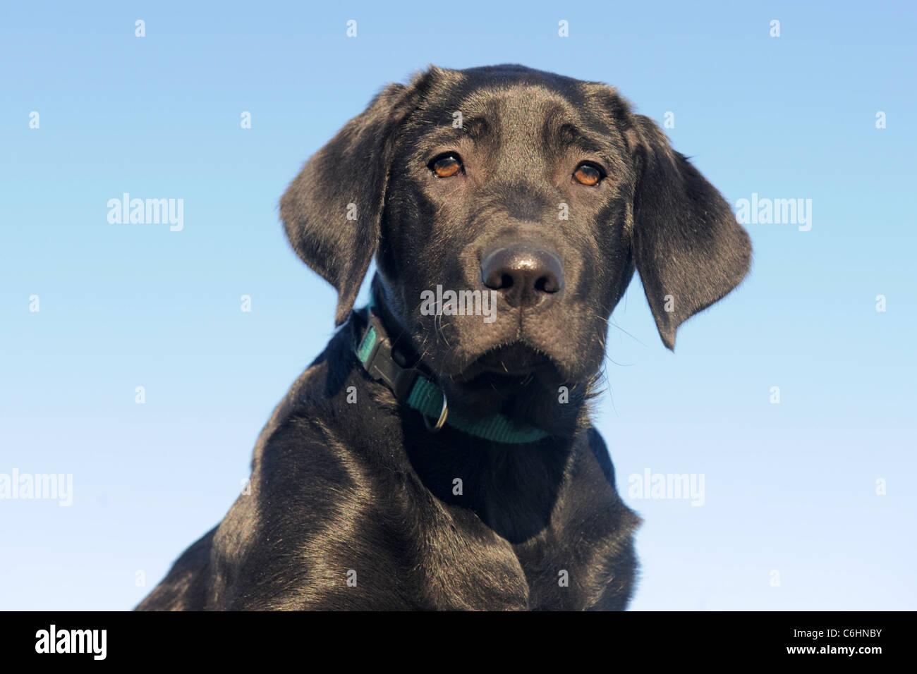 Chiot de race labrador retriever dans un ciel bleu Banque D'Images Chiot de race labrador retriever dans un ciel bleu Banque D'Images