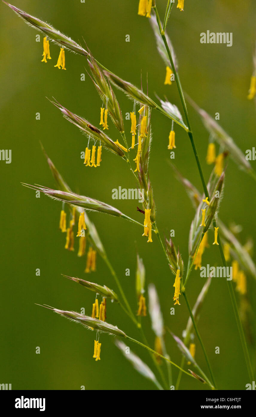 False Oat-grass, Arrhenatherum elatius en fleur, les étamines jaunes montrant ; calme le soir. Banque D'Images