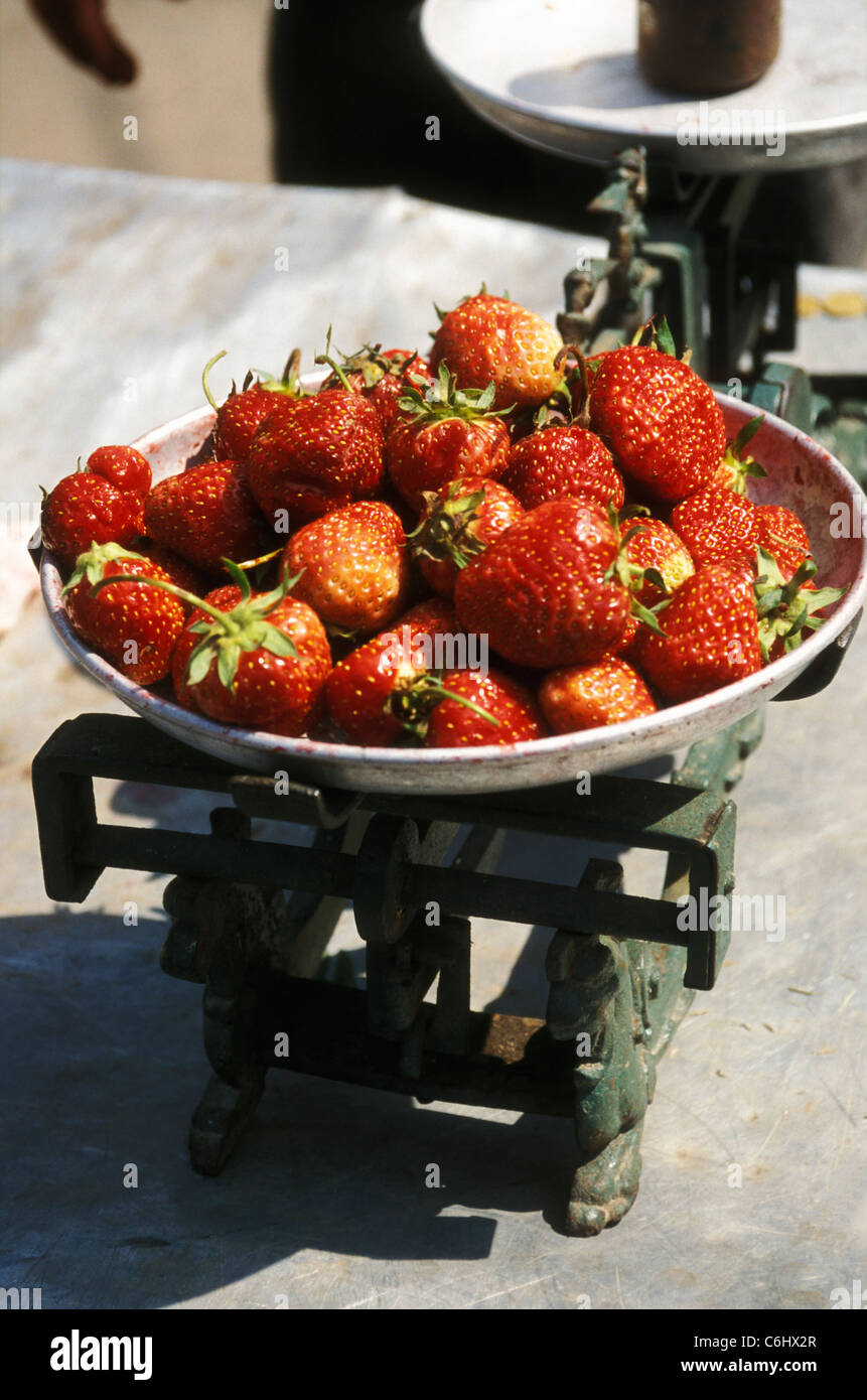 Vendre des fraises au marché central de Vilnius, la capitale lituanienne Banque D'Images