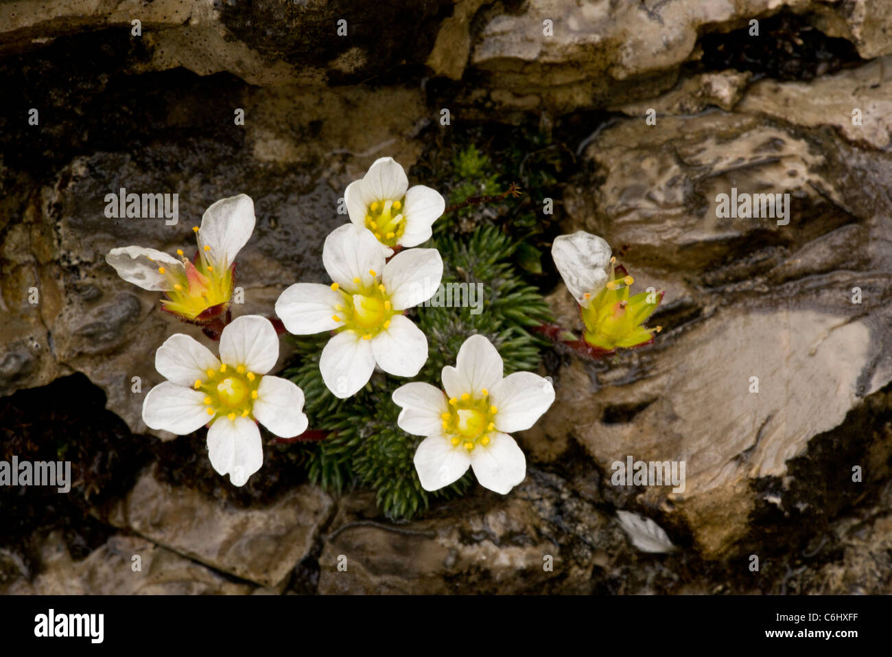 Un coussin à fleurs, Saxifrage Saxifraga burseriana sur du calcaire à haute altitude, les Alpes Juliennes, en Slovénie. Banque D'Images
