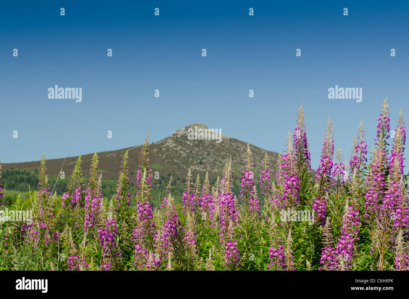 Bennachie ou le Mither Tap et Rosebay Willowherb Banque D'Images