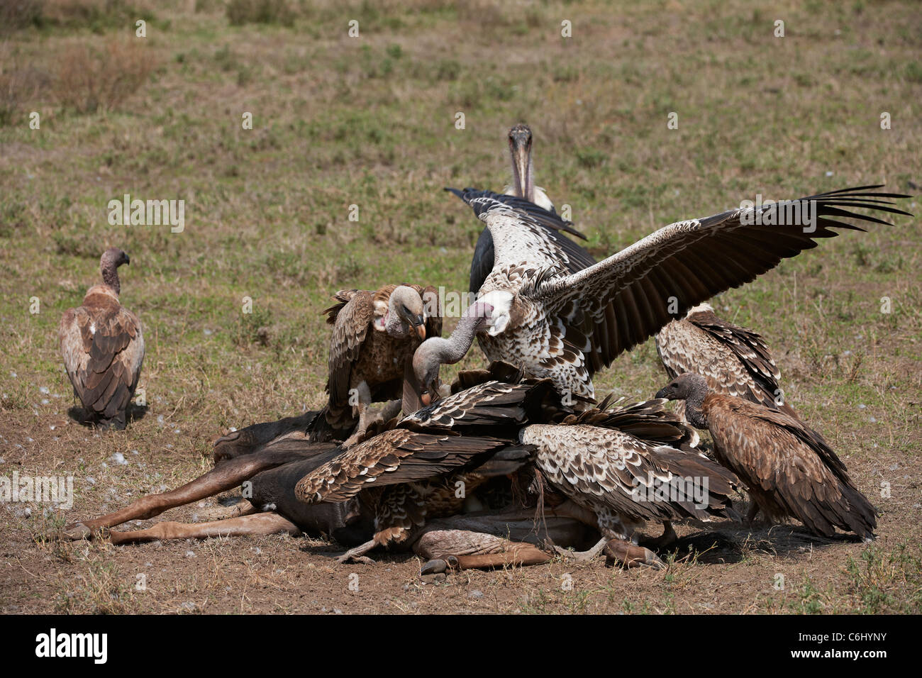 Les vautours à dos blanc sur une carcasse, Gyps africanus, Serengeti, Tanzania, Africa Banque D'Images
