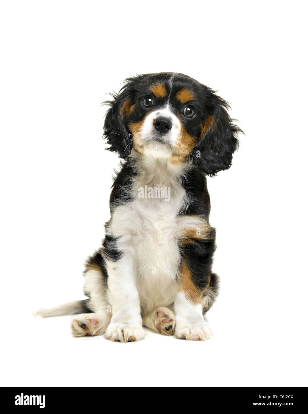 Cavalier King Charles Spaniel Banque D'Images