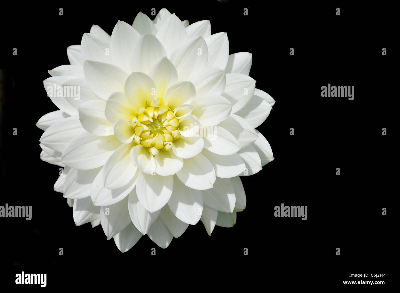 Belle fleur Dahlia blanc en fond noir Photo Stock - Alamy