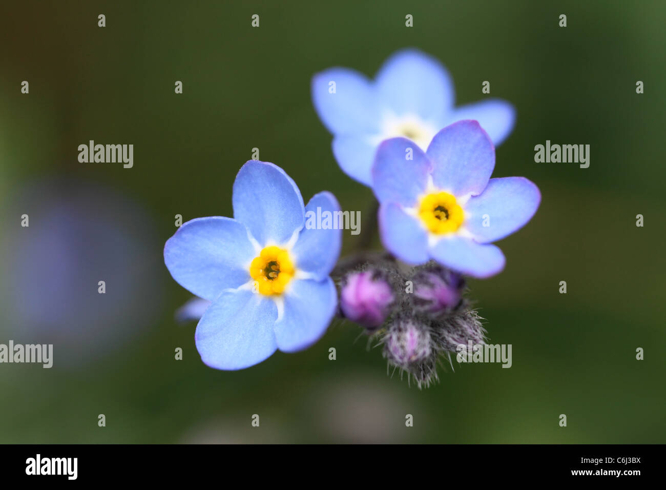 Ne me n'oubliez pas Banque D'Images