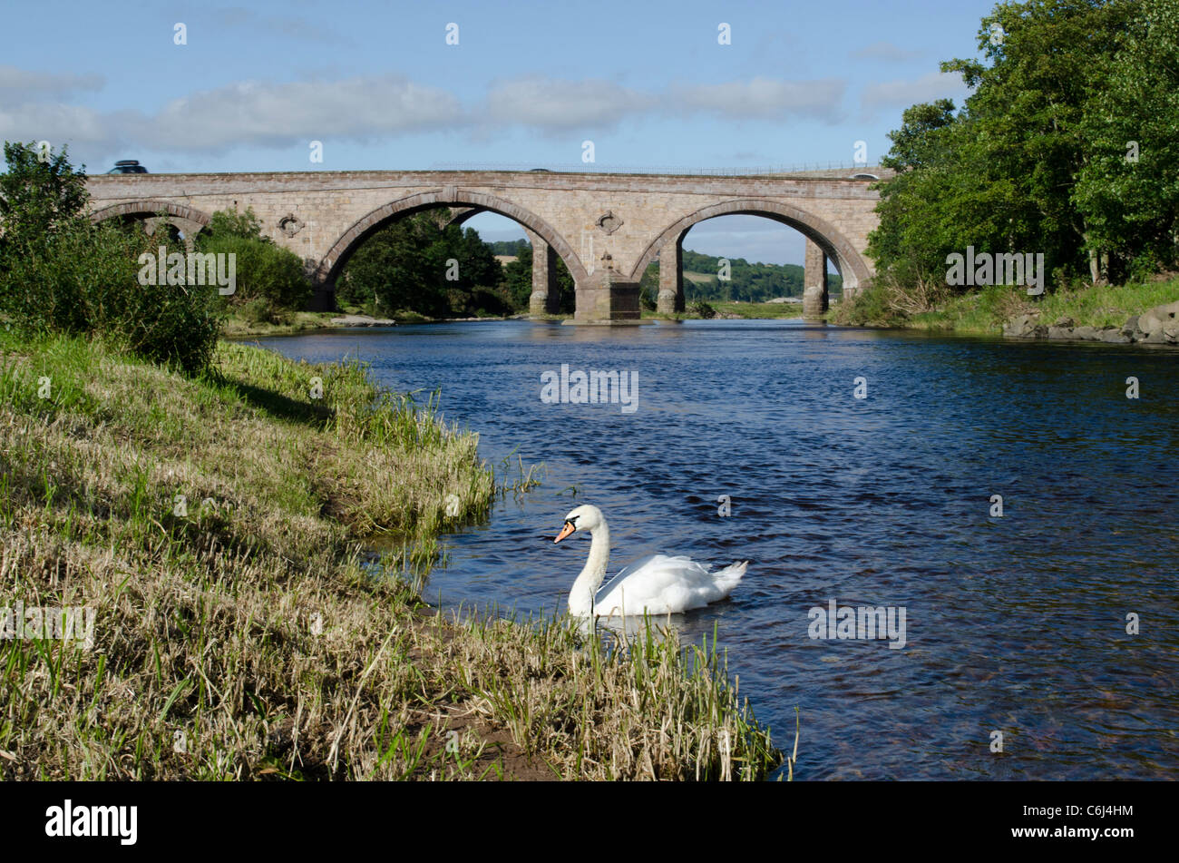 Viaduc ferroviaire et routier pont sur Rivière North Esk avec cygne blanc à St Cyrus National Nature Reserve - Kincardineshire Banque D'Images