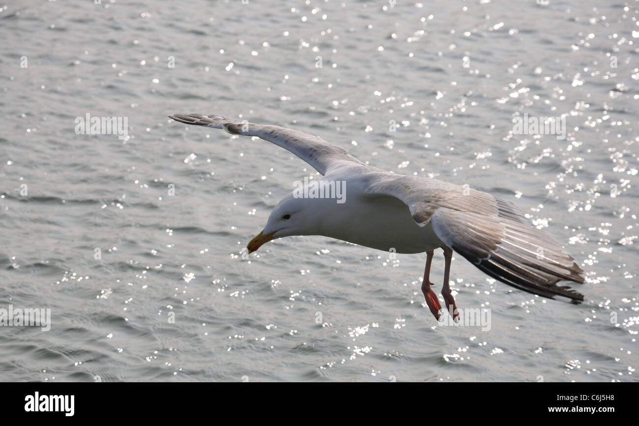 Seagull planeur et la préparation à la terre en haute faites glisser la configuration avec la mer en arrière-plan Banque D'Images