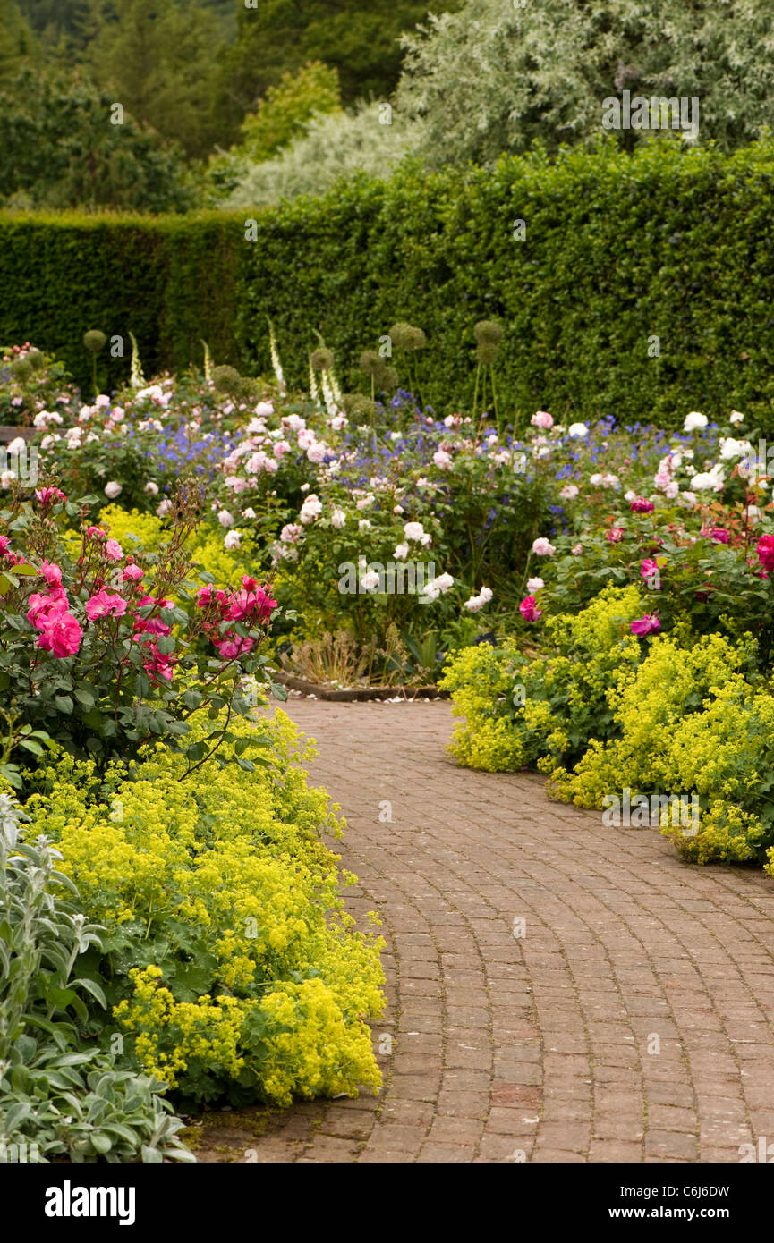 L'arbuste au Rose Garden Rosemoor RHS en juin, Devon, Angleterre, Royaume-Uni Banque D'Images