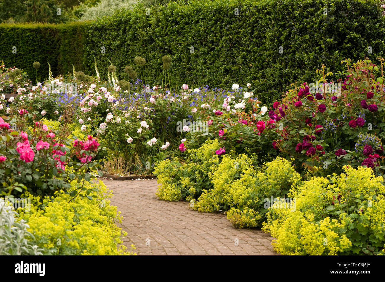 L'arbuste au Rose Garden Rosemoor RHS en juin, Devon, Angleterre, Royaume-Uni Banque D'Images