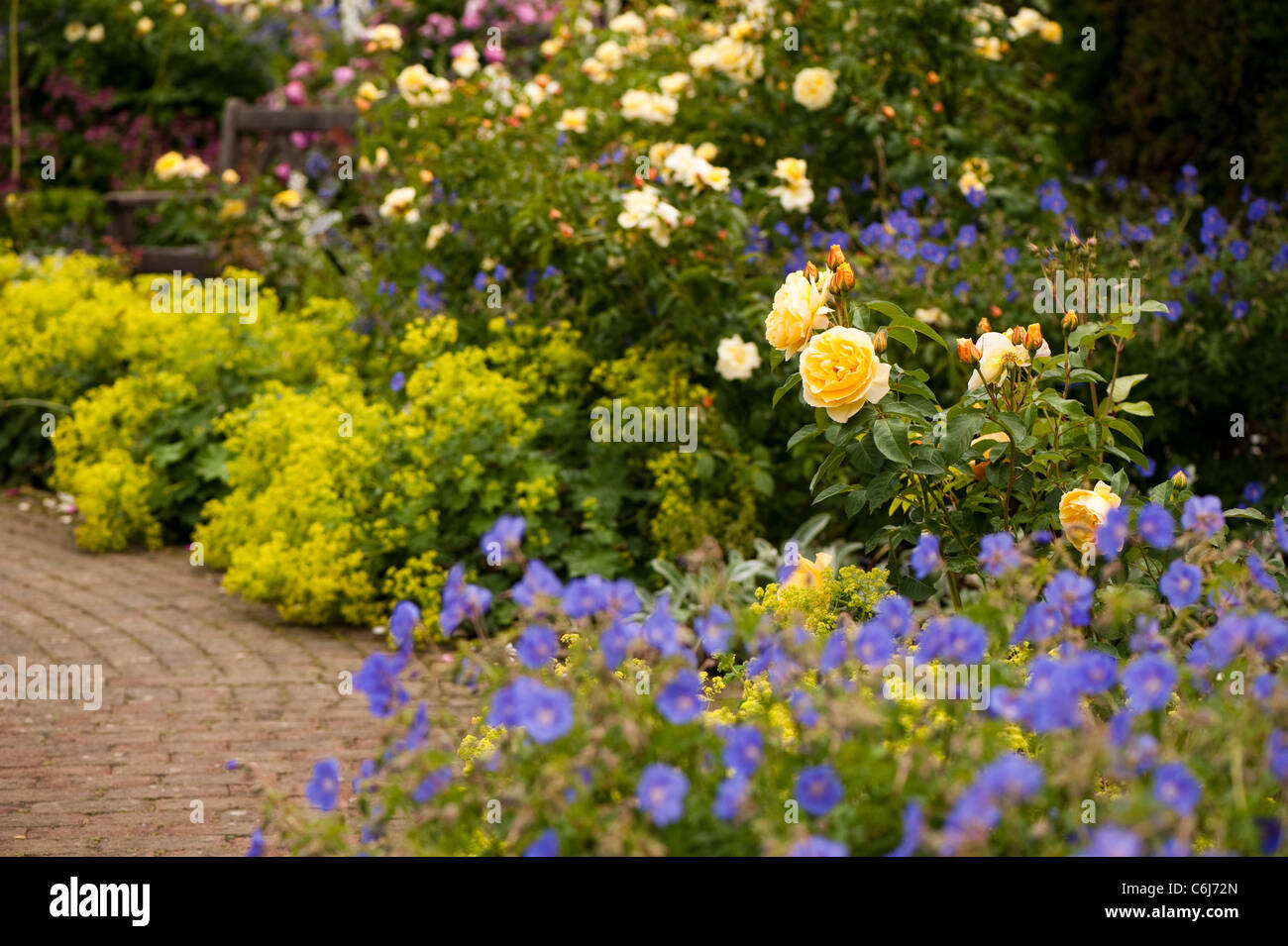 L'arbuste au Rose Garden Rosemoor, RHS avec Rosa 'Graham Thomas' Ausmas en premier plan Banque D'Images